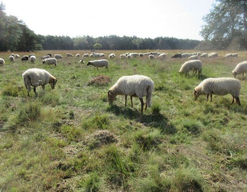 ommetje okt 2019 - schapen