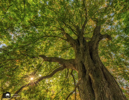 Onderkant van een boom met zon door het bladeren heen