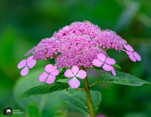 roze hortensia