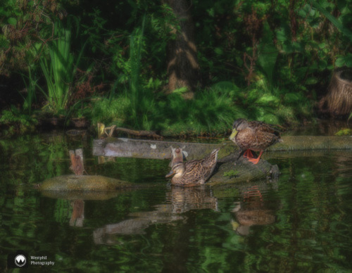 twee eenden in het water