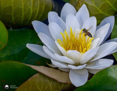 witte lelie