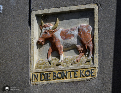 muursnede van koe